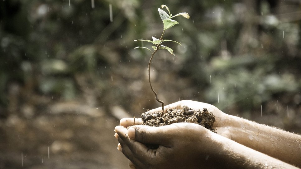 hand-tree-nature-rock-branch-plant-921137-pxhere